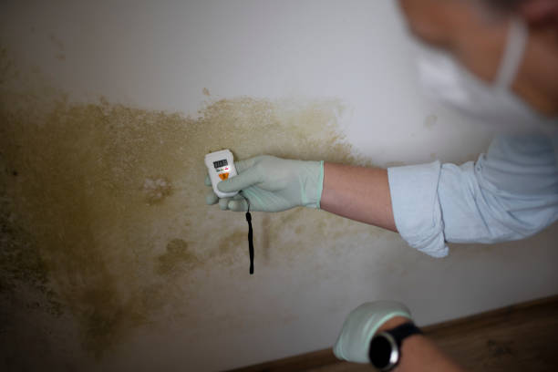 Best Emergency Mold Remediation in East Lansing, MI